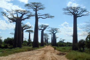 madagascar-side-banner